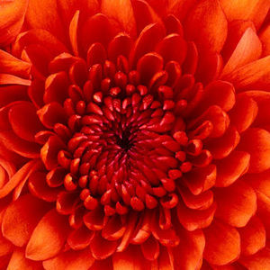 Meet your Posher, Farah